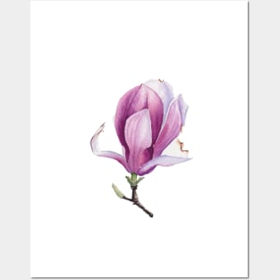 Watercolor magnolia bud Posters and Art